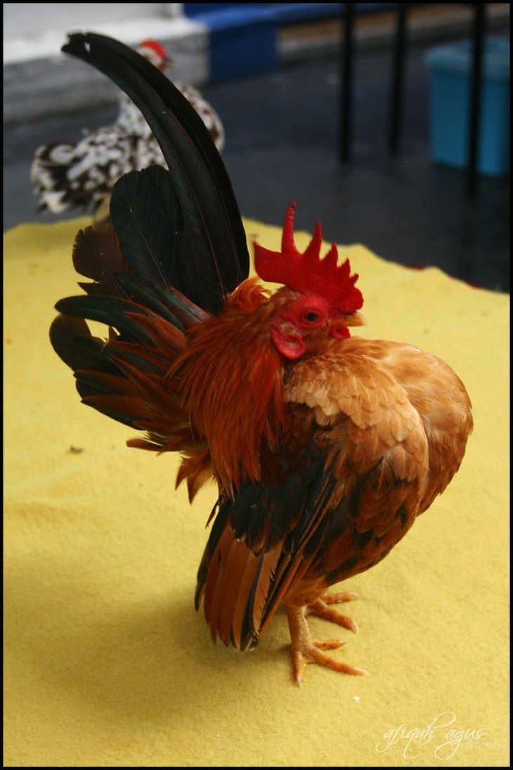 Tentangayamserama Info Lengkap Ayam Serama
